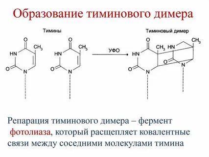 Состоит из димеров
