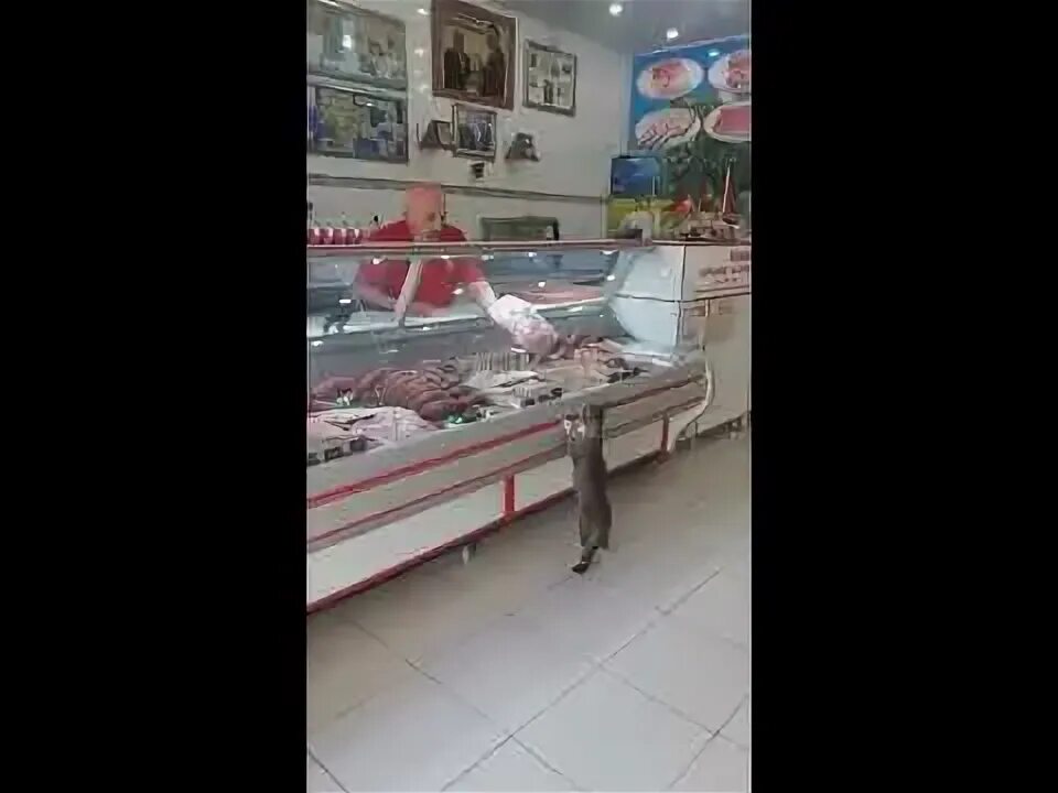 Кот не заходит в бар. Гнилое мясо в магазине. кот который живет в мясном магазине. кошачье мясо вывеска депрессия америка.