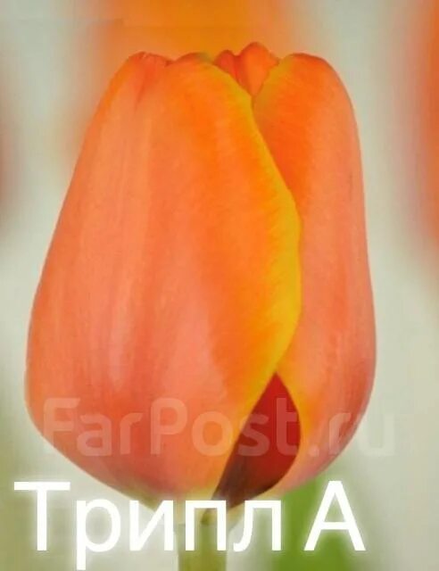 Time out тюльпан фото Z kraju tulipanów Tulip Trade Event 2018 (cz. II), czyli ciąg dalszy przeglądu