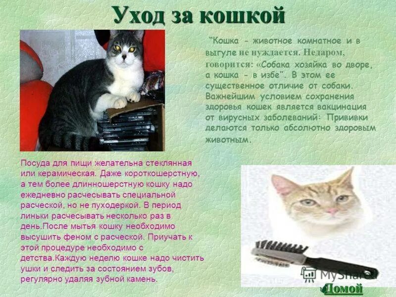 Содержание кота