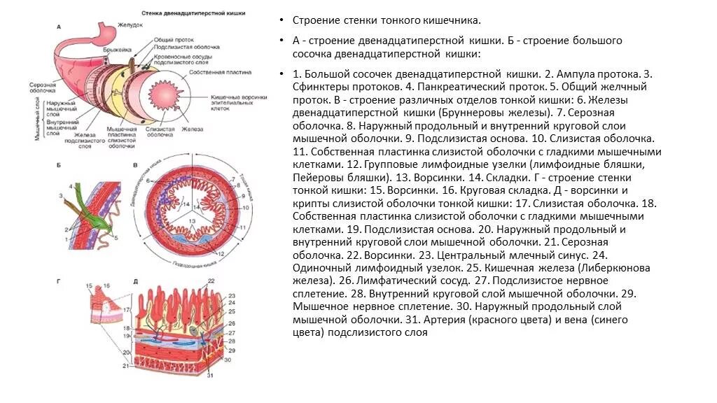 Строение стенки 12 перстной кишки. Слизистая оболочка двенадцатиперстной кишки строение. Стенки 12 перстной кишки анатомия. Строение стенки 12 перстной кишки гистология. Слизистая оболочка 12 кишки