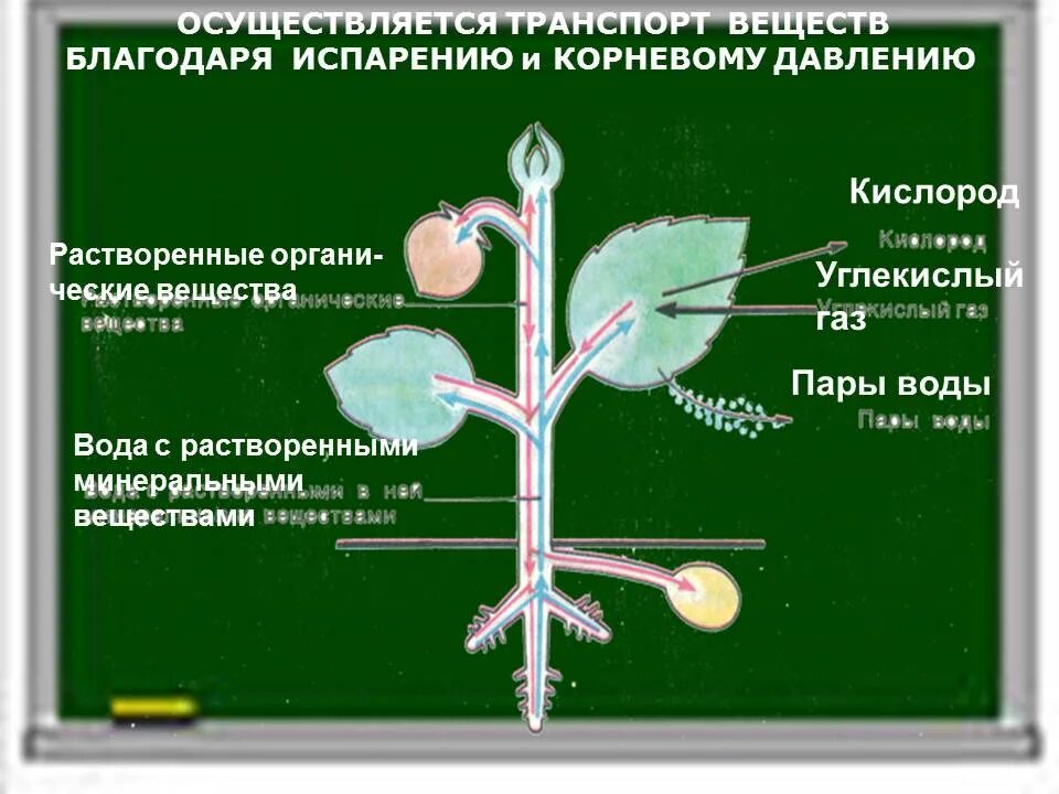 Транспорт минеральных веществ в листе. Передвижение веществ у растений. транспорт веществ в организме. транспорт веществ в организме растений. передвижение минеральных веществ в растении.