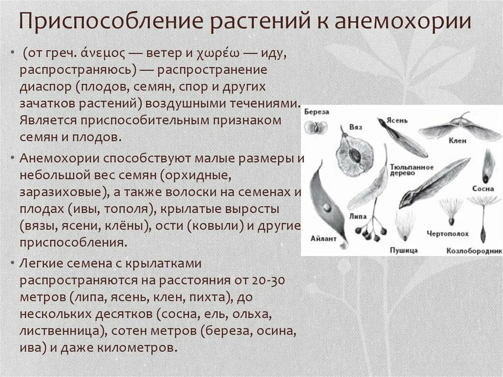 Приспособления плодов и семян. Приспособительные признаки у семян и пордов. Плоды и семена приспособление. Приспособления семян к распространению. Распространение ветром примеры