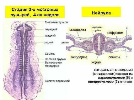 Сомит