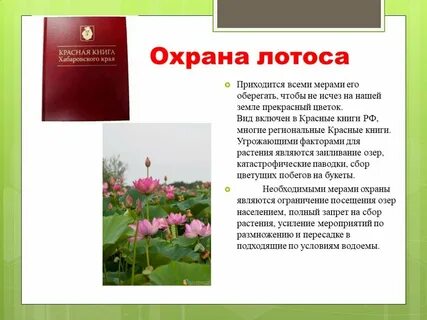 Лотос красная книга краткое описание