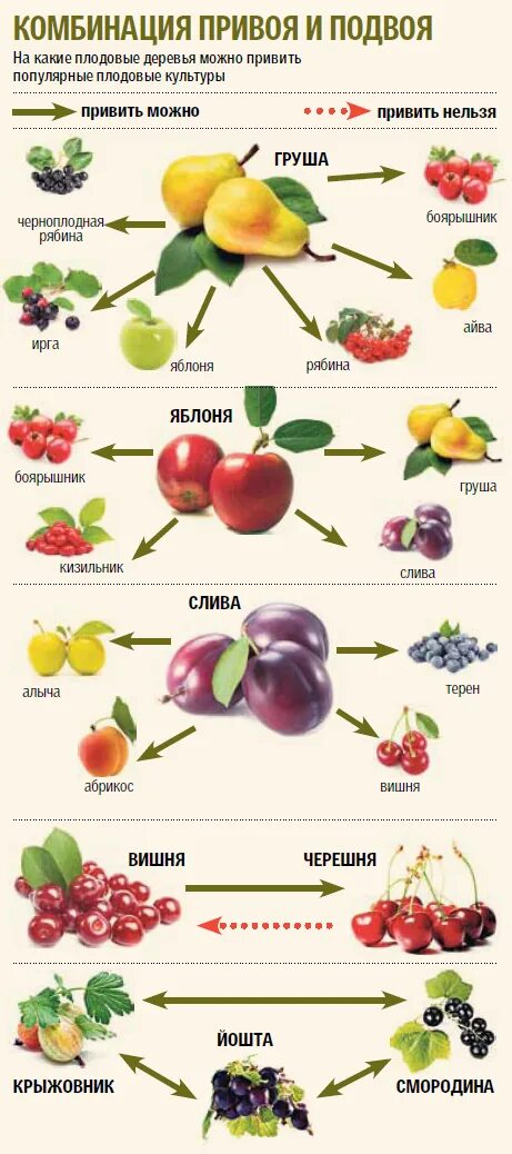 Деревья совместимость с другими. Таблица совместимости прививки плодовых деревьев. Совместимость плодовых деревьев и кустарников в саду таблица. Прививка плодовых деревьев таблица совместимости. Совместимость привитых плодовых деревьев и кустарников.