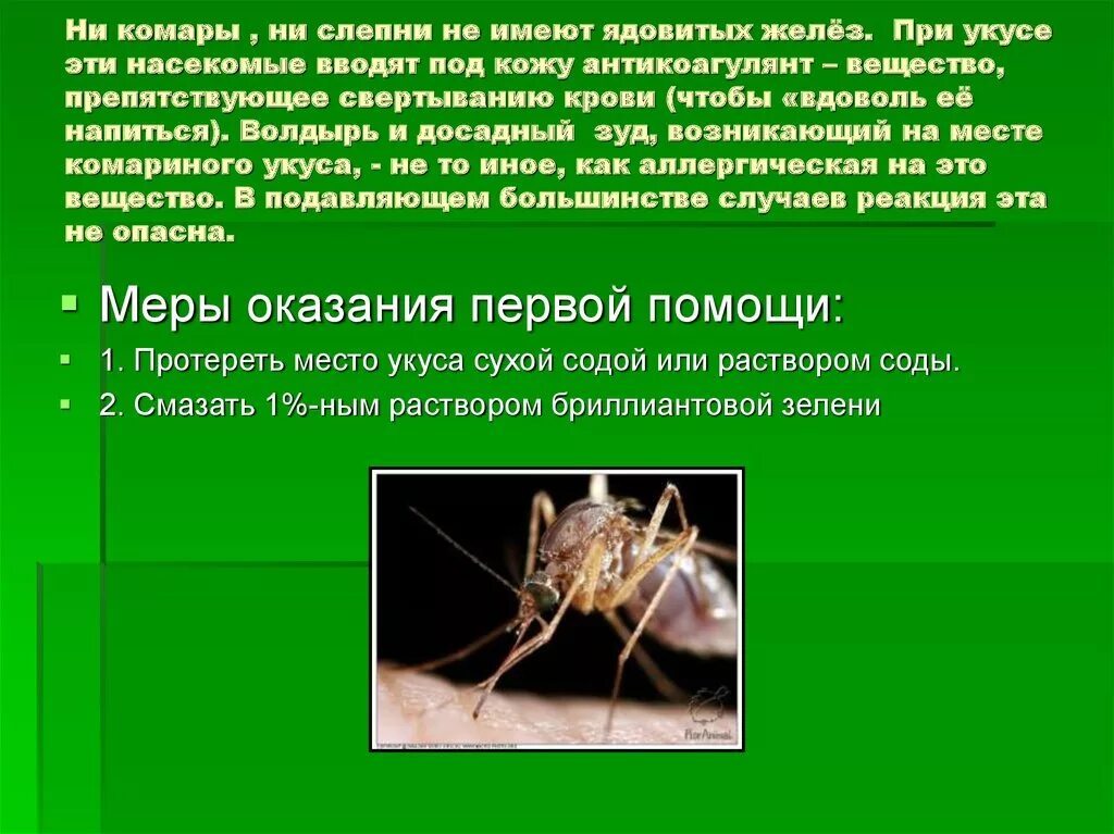 Что сделать при укусе насекомых. Укусы ядовитых насекомых. Первая помощь при укусе членистоногих. Первая помощь при укусе слепня. Комары слепни.