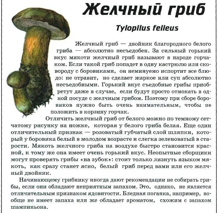 Можно ли употреблять в пищу желчный гриб. Горчак, ложный белый гриб. ложный боровик, желчный гриб. желчный гриб горчак. ядовитый гриб желчный гриб кратко.