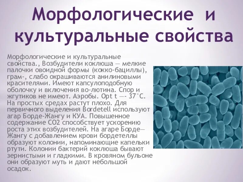 Коклюш бактериальная. Bordetella pertussis морфологические свойства. Коклюш и паракоклюш возбудитель. Морфологические свойства бактерий коклюша. Коклюш морфология возбудителя.