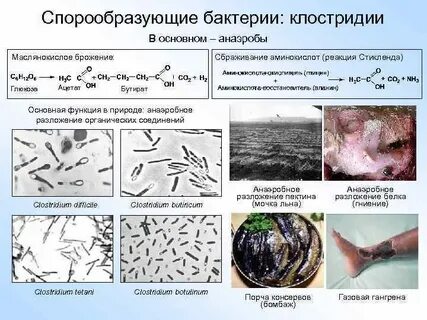 Вид бактерии образующие споры