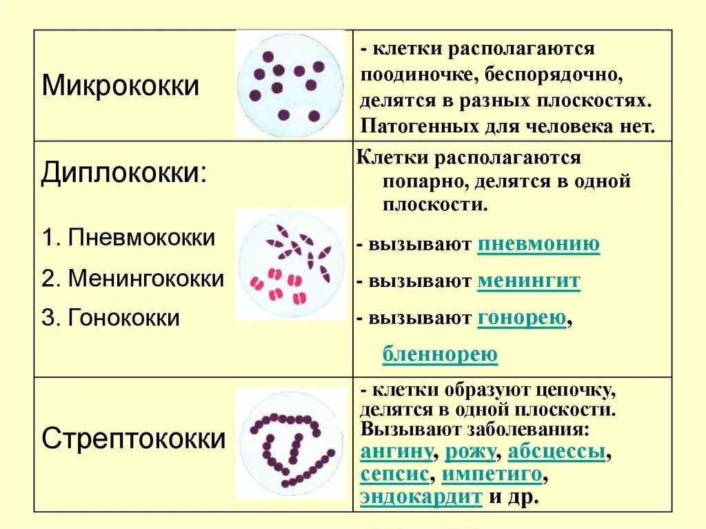 Диплококки что означает. Диплококки что означает