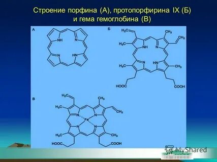 Протопорфирин