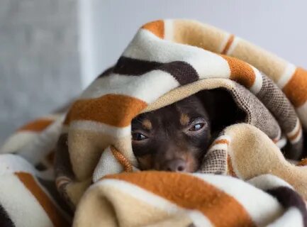 Собака под одеялом