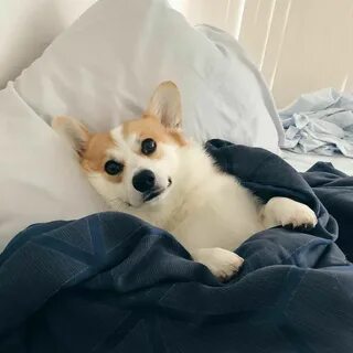 Милые корги