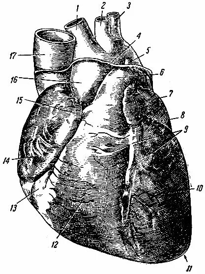 Строение сердца. Сердце животных анатомия. Строение сердца КРС. Сердце собаки расположено