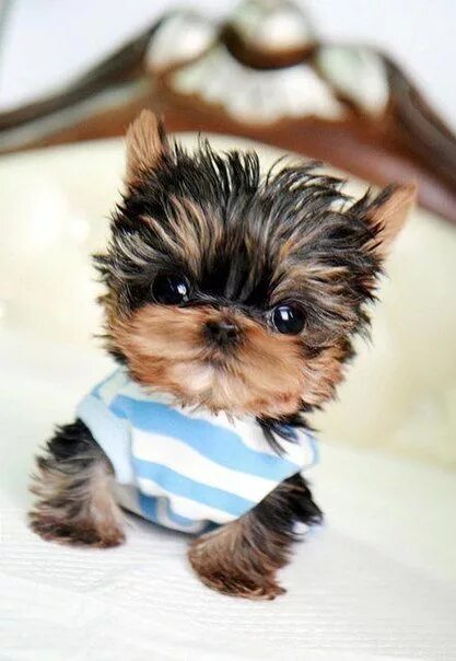 Микро породы собак с фотографиями Teacup Maltese Clothes Cute teacup puppies, Teacup puppies maltese, Cute baby an