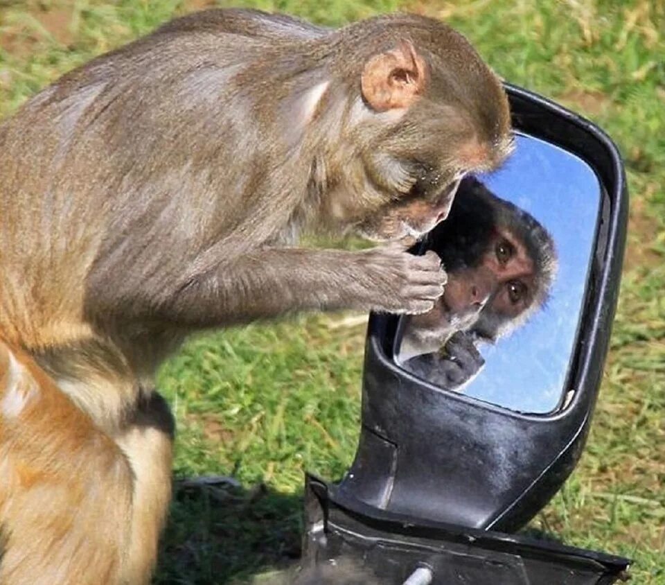 Обезьяна разобрать. Зеркало и обезьяна. Зеркало обезьянка. Макака в зеркале. Обезьяна и зеркальце.