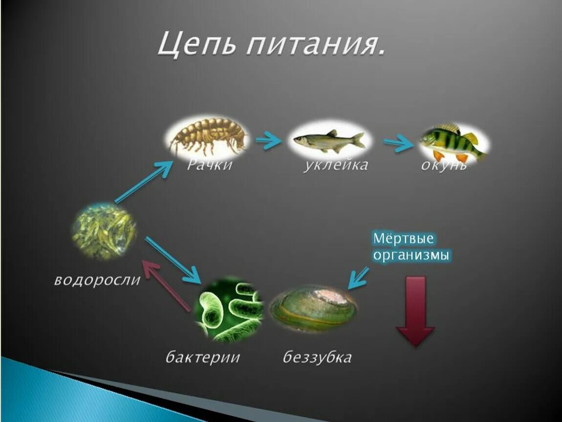 Биологические пища вода воздух. Пищевая сеть экосистемы озера. Пищевая цепь. Цепочка питания. Цепи питания в водоеме.