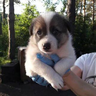 Щенки новокузнецк