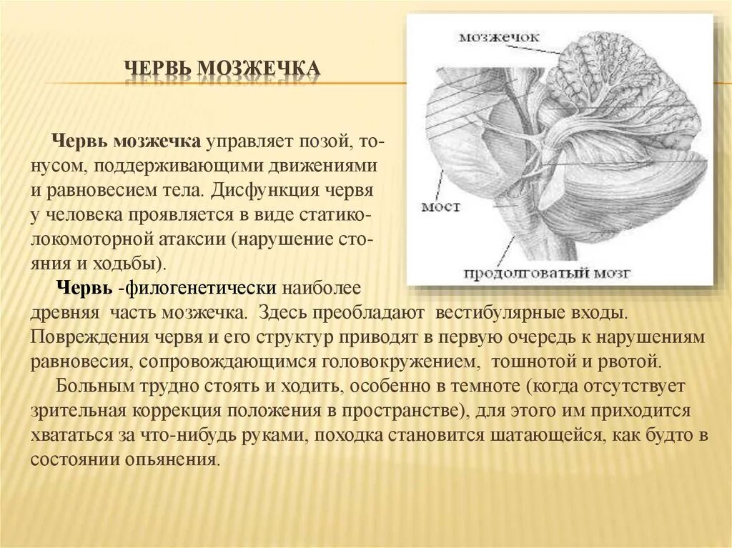 Червь мозжечка. Наружное строение мозжечка. Строение мозжечка человека.