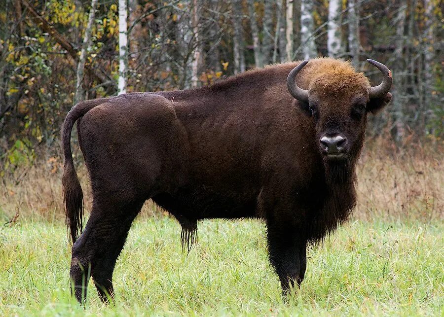 беловежская пуща зубры заповедник. беловежская пуща бизоны. зубр фото для детей. бык зубр. беловежский зубр.