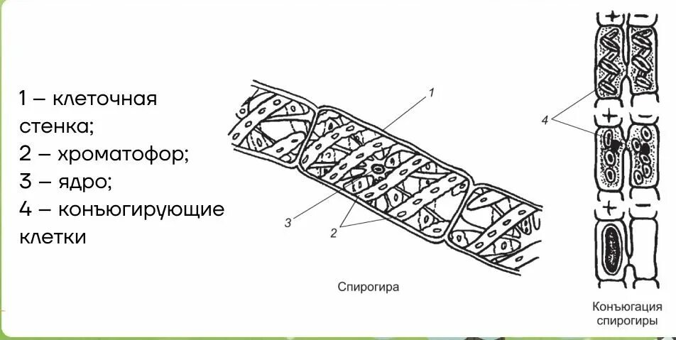 Конъюгация спирогиры. Спирогира водоросль размножение. Строение клетки спирогиры. Строение многоклеточной водоросли спирогиры. Строение клетки водоросли спирогира.