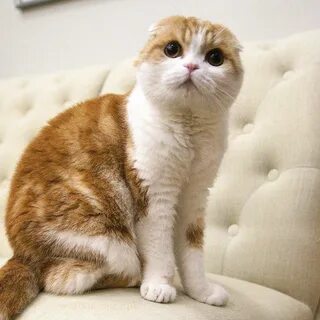 Шотландская кошка домашняя