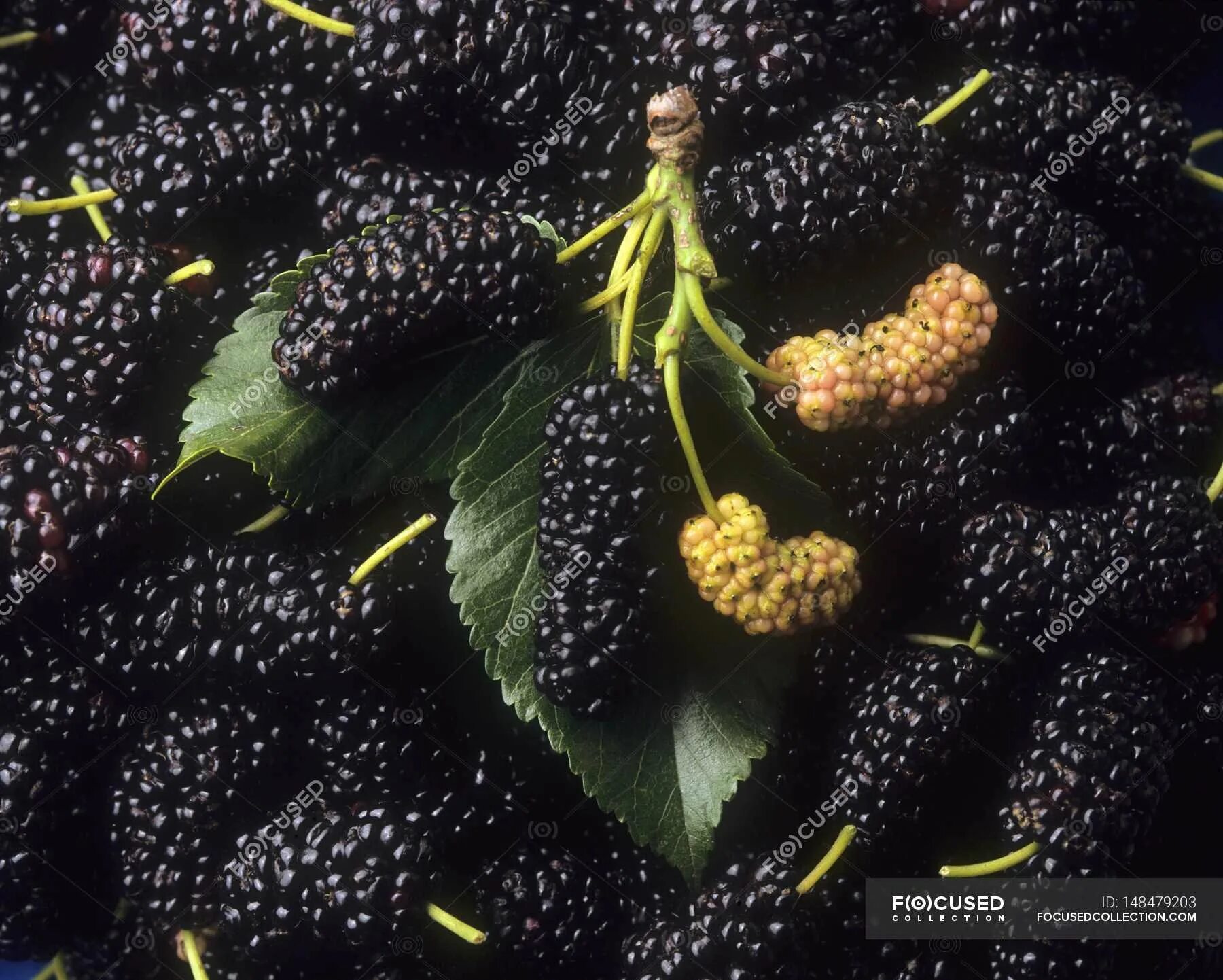 Тютина и ежевика. Шелковица морус нигра. Тутовник шелковица. Шелковица геншин. Ежевика тутовник шелковица дерево.