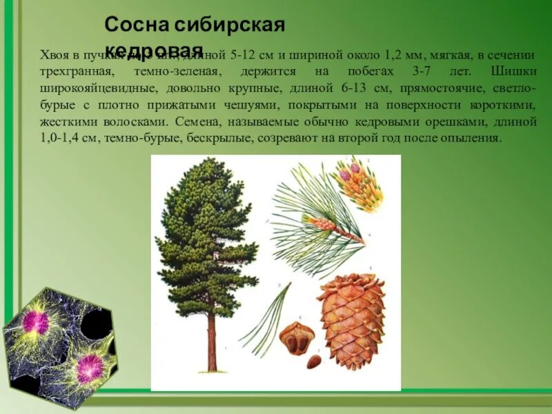 Длина кедра фото - DelaDom.ru