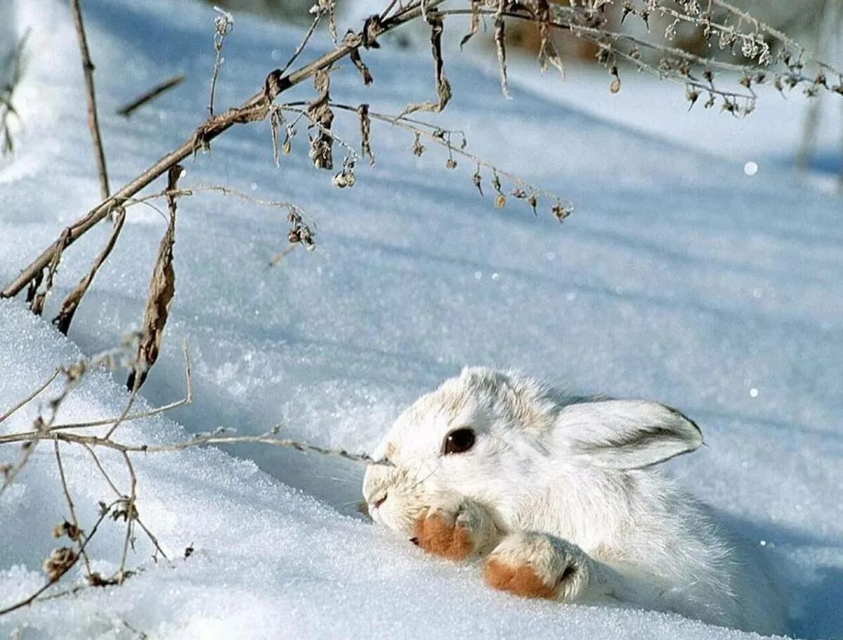 Сколько живет зима. Заяц Беляк с зайчатами. Заяц Беляк в лесотундре. Звери зимой.