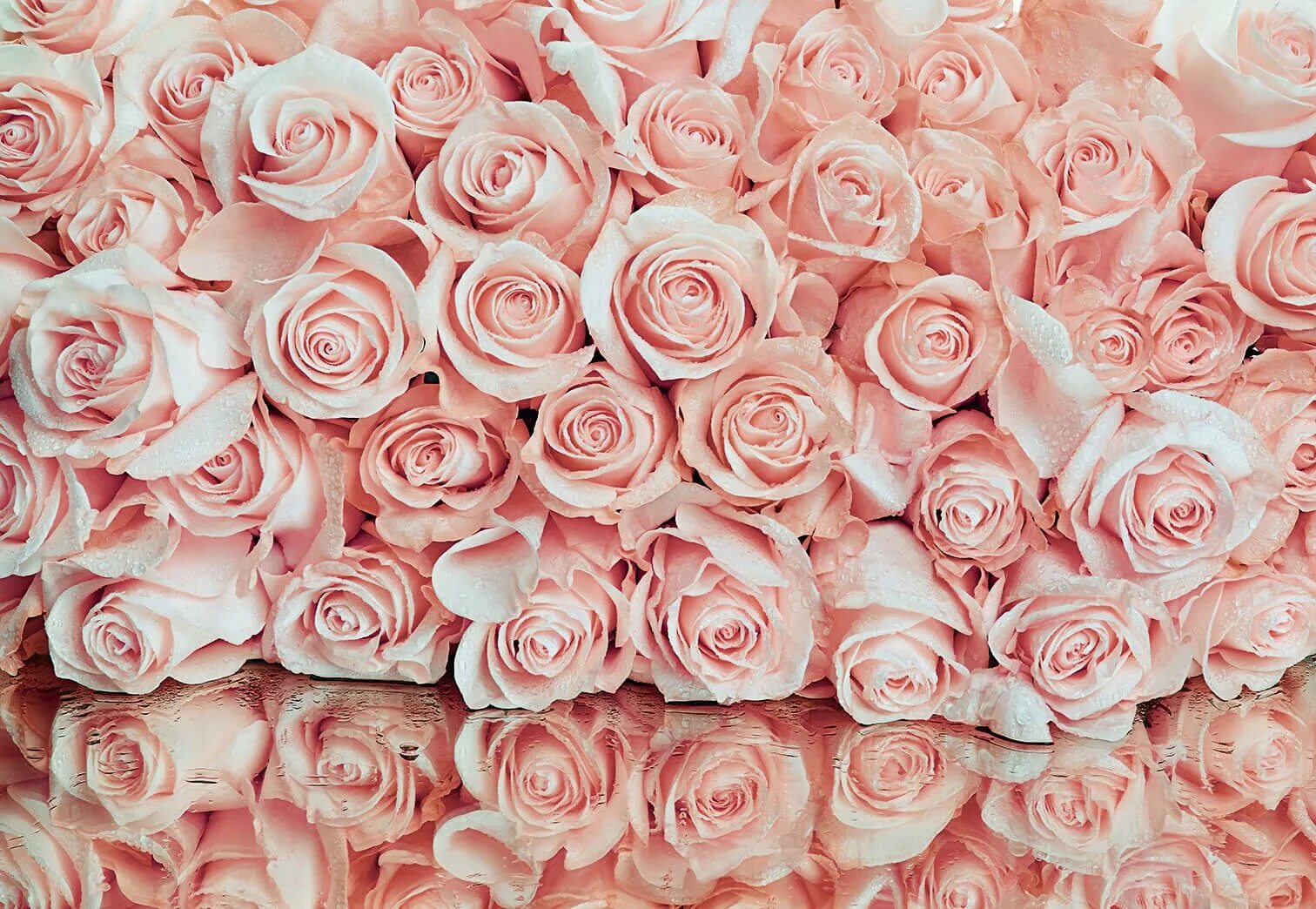 Rose background