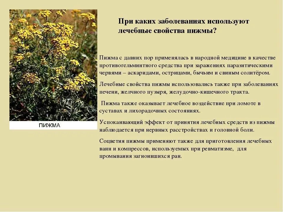 Сколько пить полынь дней