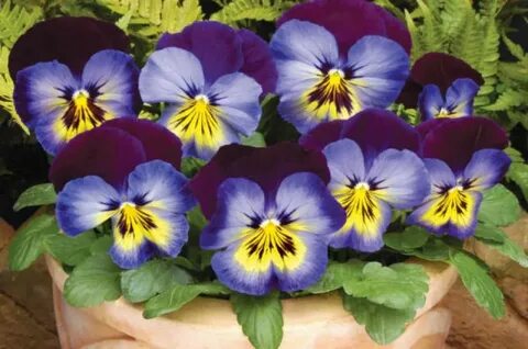 Spring midnight