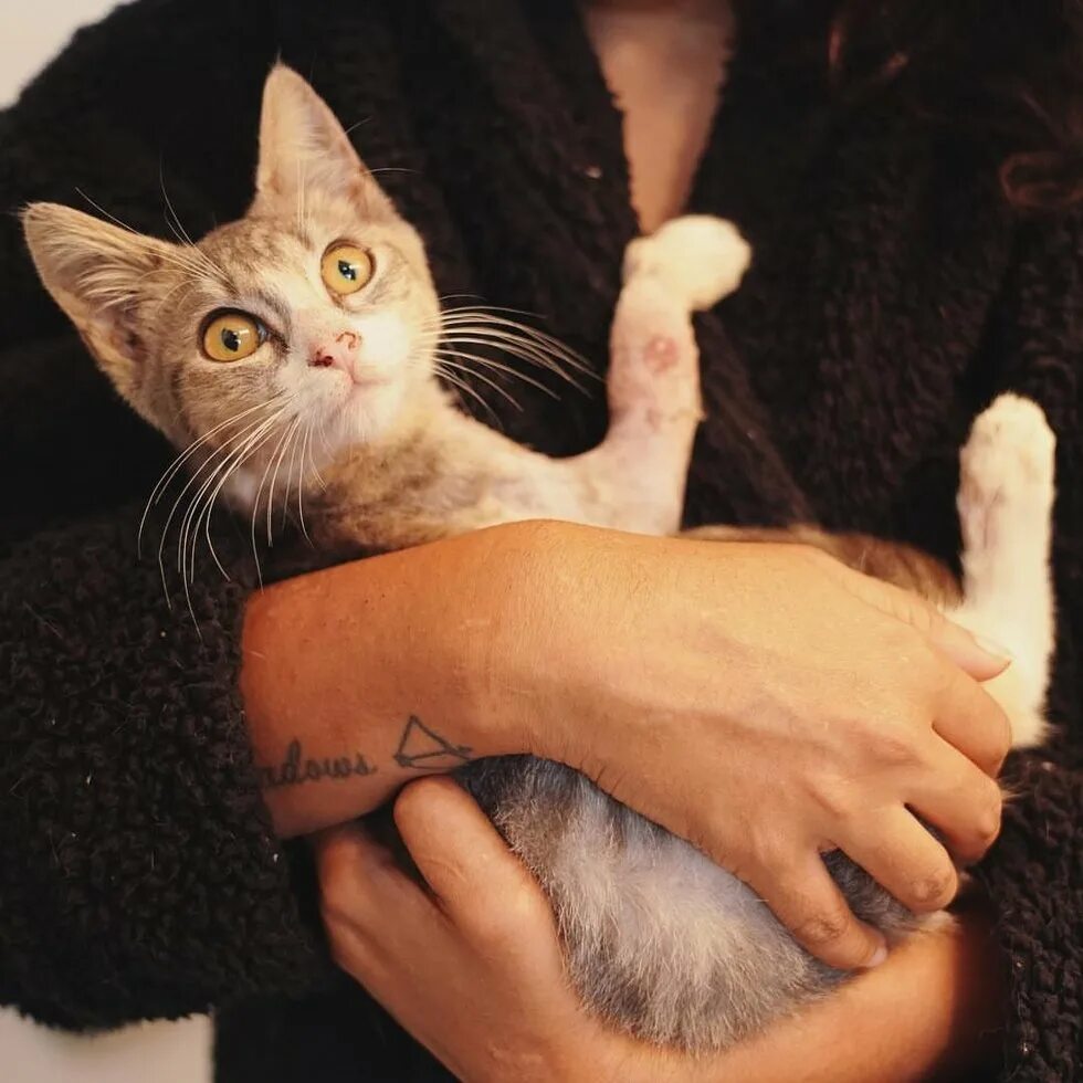 котенок на руках. кот на ручках. кошка на руках. кошка на руках у человека. котенок на руках.