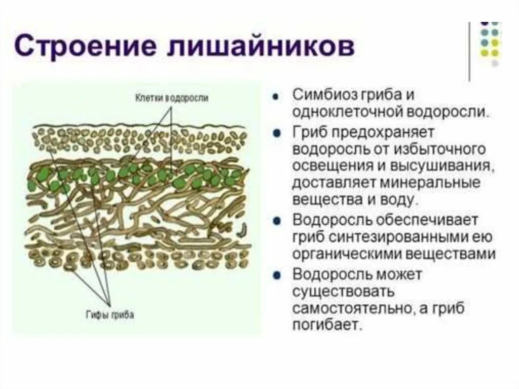 Роль водорослей в лишайнике. Строение лишайника 10 класс. Лишайники строение симбиоз. Лишайники строение и многообразие. Особенности строения грибов и лишайников.
