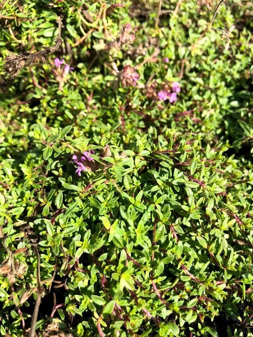 тимьян цветение. тимьян ползучий elfin. тимьян thymus pulegioides. тимьян цветение. тимьян обыкновенный (ползучий).