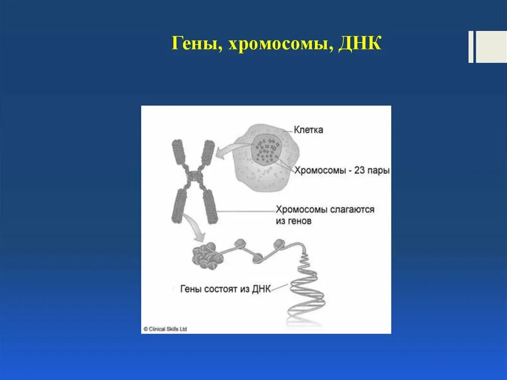 10 5 клеток днк. ДНК И хромосомы. Гены и хромосомы. Ген хромосома геном. Гены состоят из ДНК.