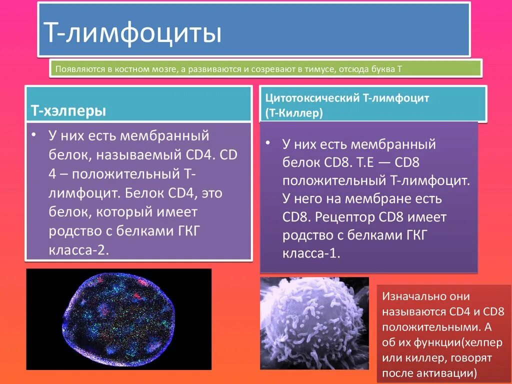 T-лимфоциты. Т-лимфоциты и в-лимфоциты. Лимфоциты строение и функции. T лимфоциты функции. Действия лимфоцитов