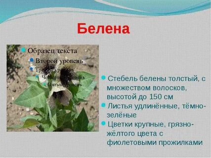 Белена что это значит