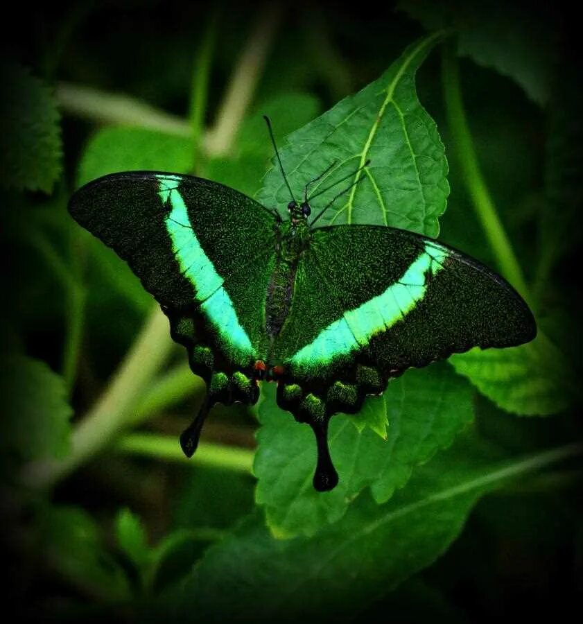 Черно зеленые бабочки. Изумрудный Махаон бабочка. Emerald Swallowtail. Зеленая бабочка. Салатовая бабочка.