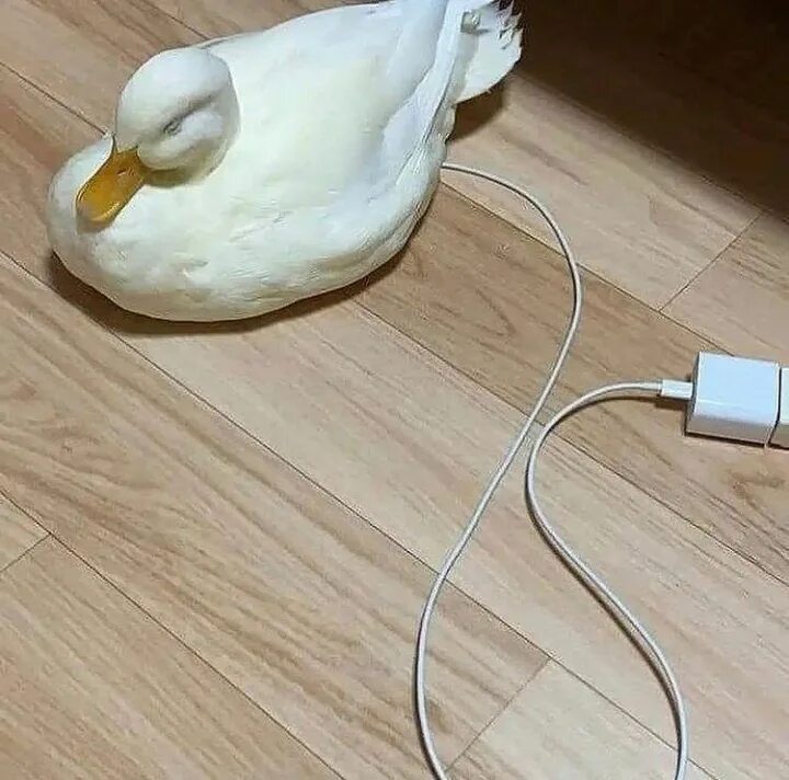 Duck up