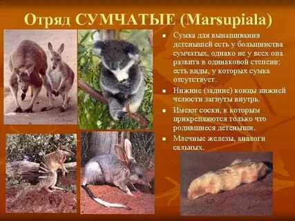 Почему низшие млекопитающие донашивают детеныша в сумке