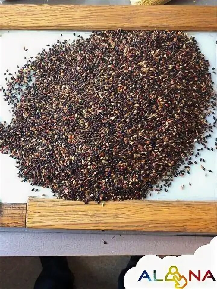 Авито семена трав. Авито семена трав