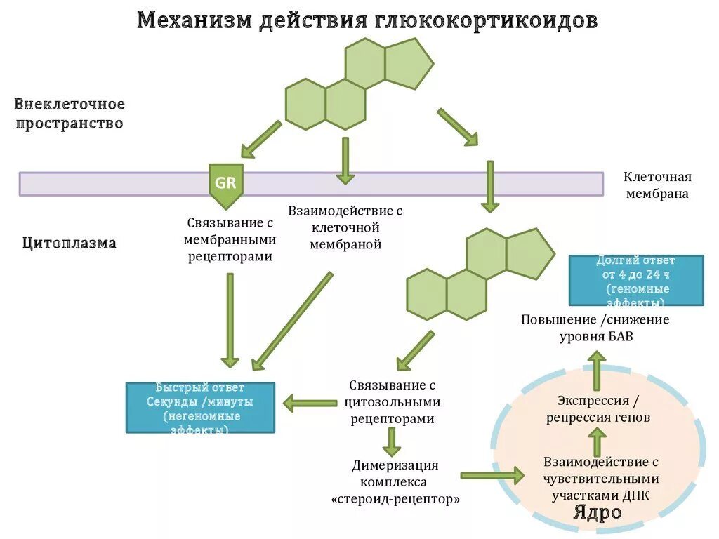 Гкс гормоны. Механизм противовоспалительного действия глюкокортикоидов схема. Механизм действия глюкокортикостероидов схема. Схема молекулярного механизма действия глюкокортикостероидов. Глюкокортикостероидные мази механизм действия.