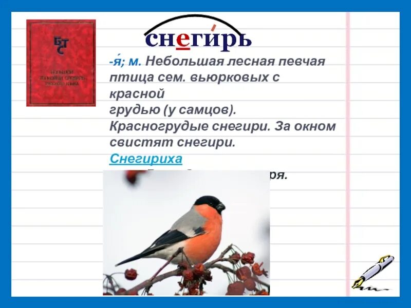 Снегирь словарное слово. Сочинение про снегиря. Описание снегиря для сочинения. Словарная работа Снегирь. Снегирь звуки и буквы