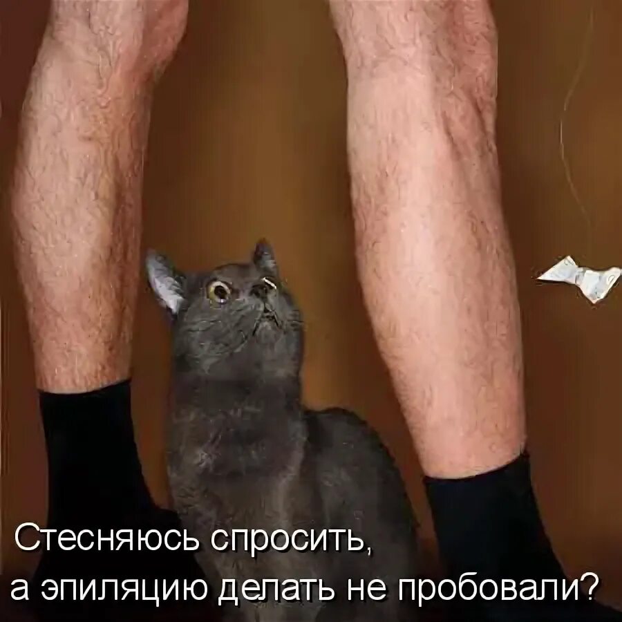 Кот с бантиком мем Саня не очень любит фотографироваться. Пикабу