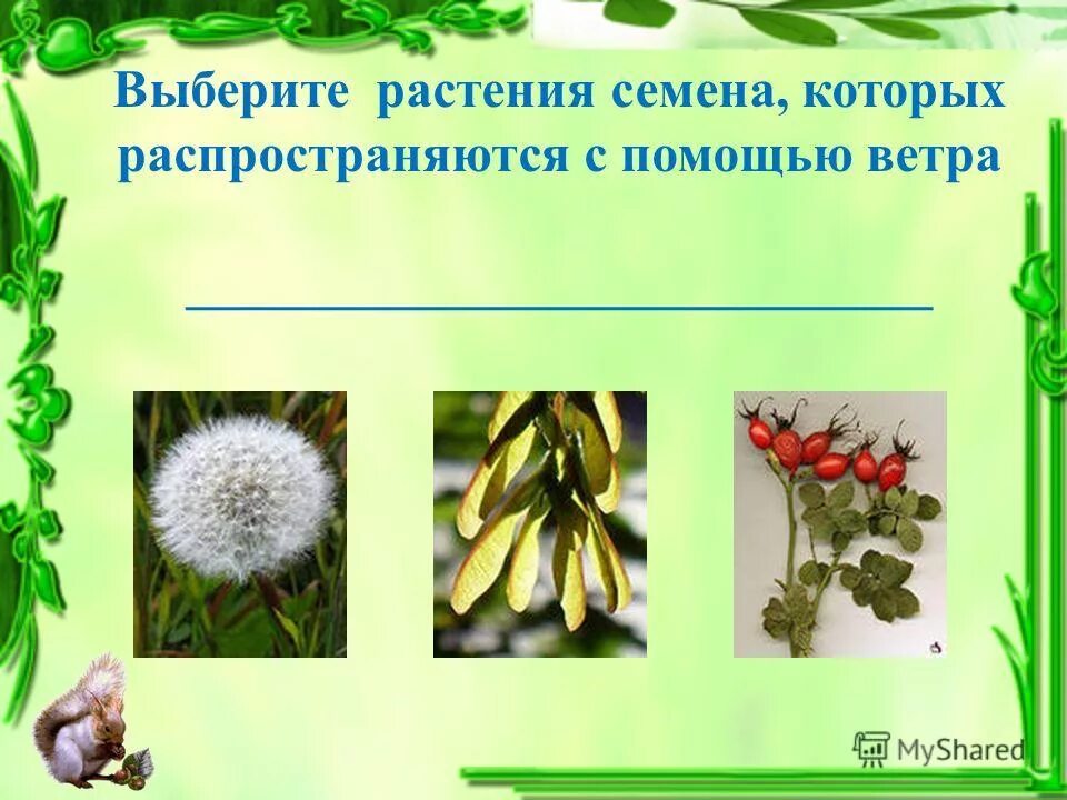 Распространение семян неживой природы. Растения которые распространяются семенами. Распространение плодов и семян. Растения плоды которых распространяются ветром. Растения семена которых распространяются ветром.