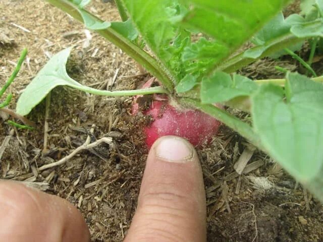 Всходы редиски. Ранний редис в теплице. Ранний редис в теплице. Ранний редис в теплице. Парник для редиски.