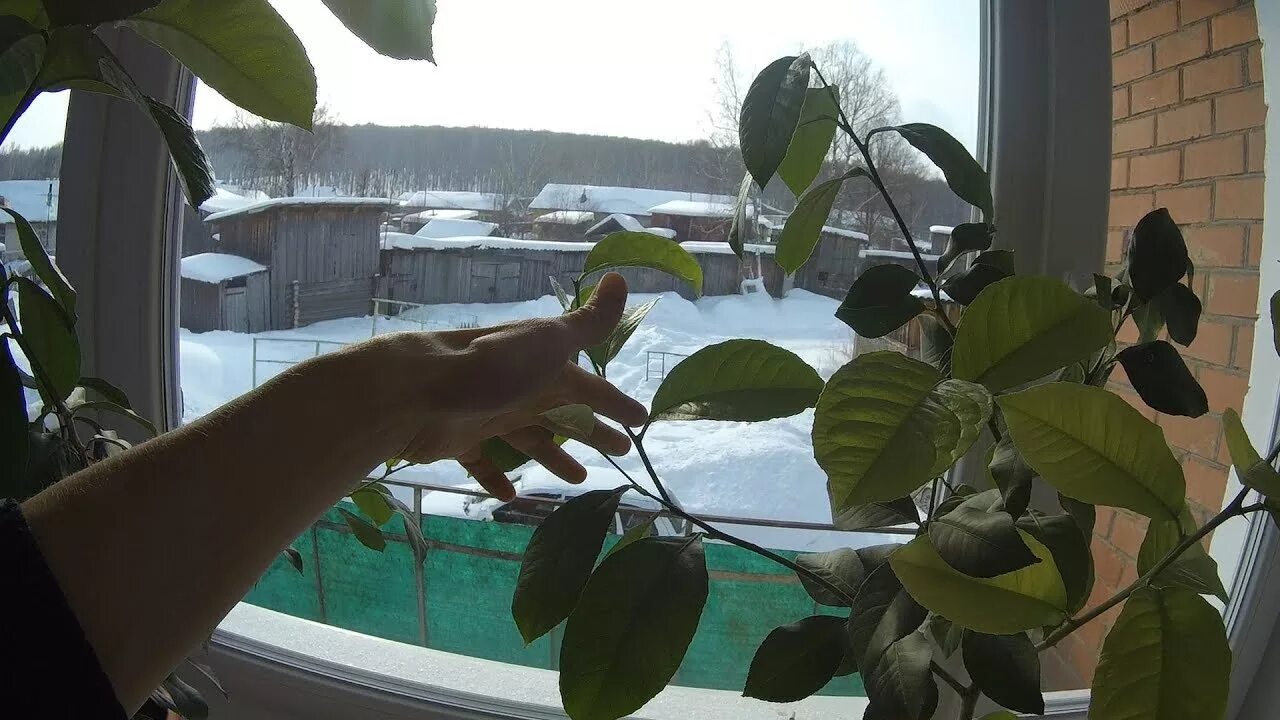 Как правильно обрезать лимон. Формировка лимона. формировка кроны лимона. обрезка цитрусовых. фррмировка кроны лимлнп.