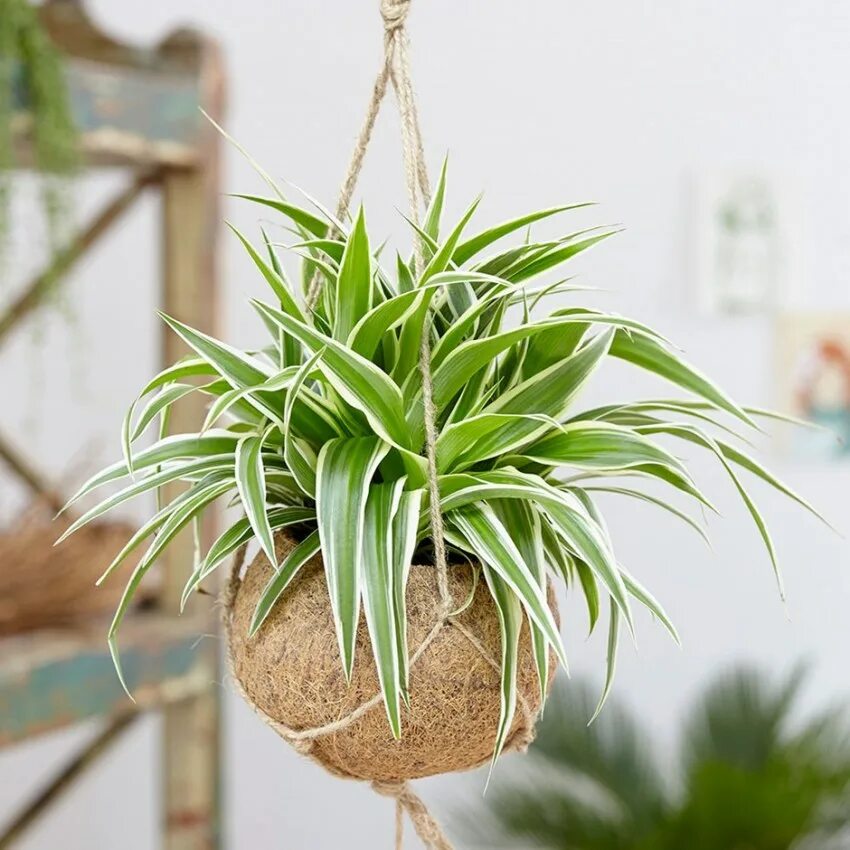 Хлорофитум. Хлорофитум хохлатый chlorophytum comosum. хлорофитум оушен. хлорофитум оушен бамбино. хлорофитум комосум.